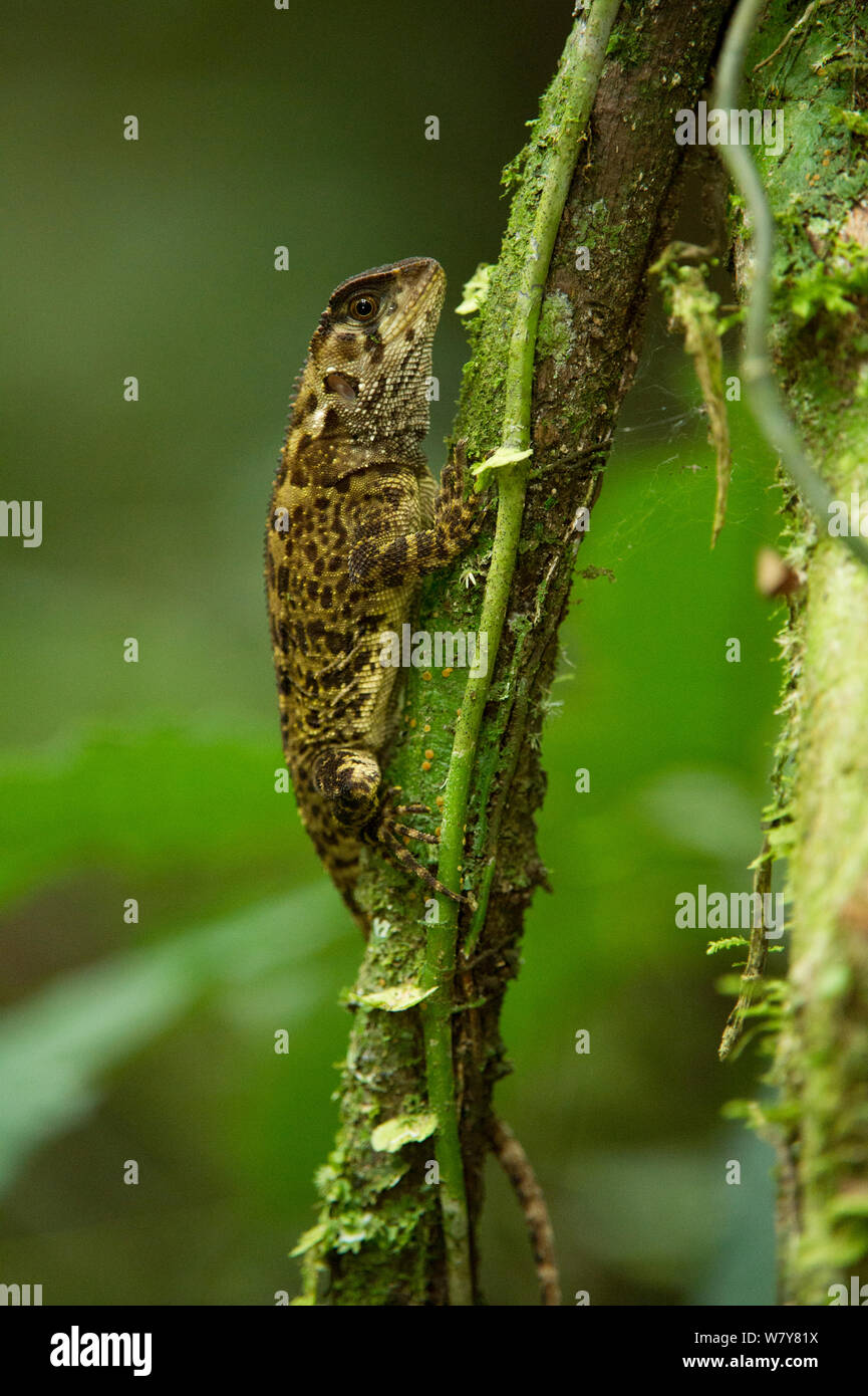 Cofan wood lizard (Enyalioides cofanorum) Yasuni National Park, Amazon Rainforest, Ecuador, South America. Stock Photo