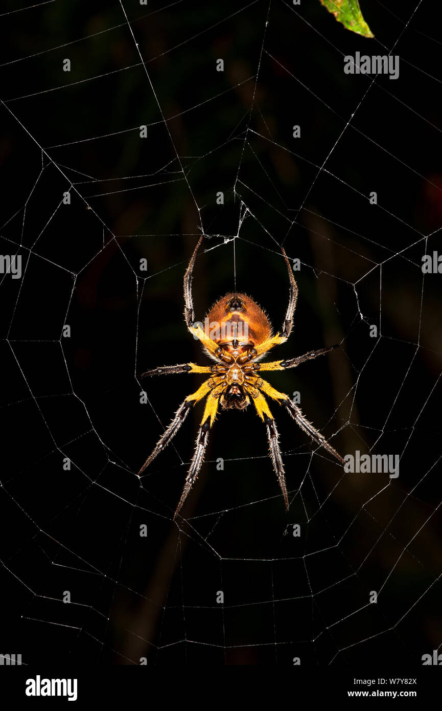 Orb-web Spider (Araneidae) underside, Yasuni National Park, Amazon Rainforest, Ecuador, South America Stock Photo