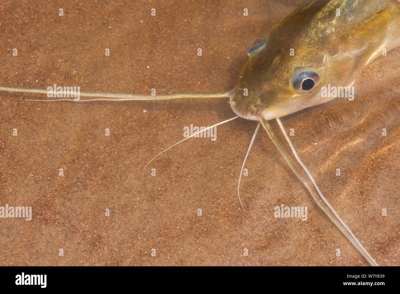 Pimelodus catfish (Pimelodus sp) Yasuni National Park, Amazon Rainforest, Ecuador, South America Stock Photo