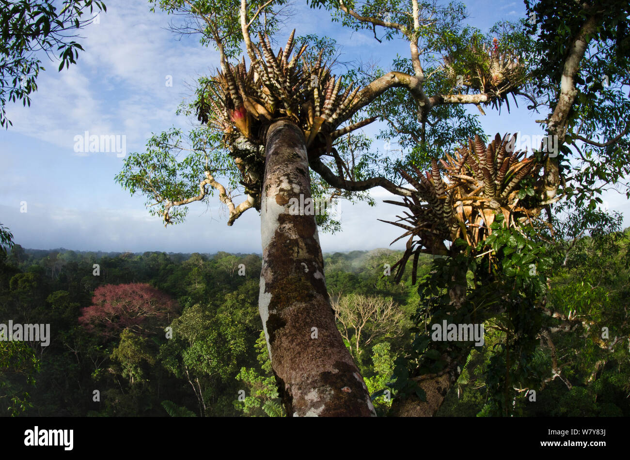 View over Rainforest Canopy from top of Ceiba Tree. Yasuni National Park, Amazon Rainforest, Ecuador, South America Stock Photo