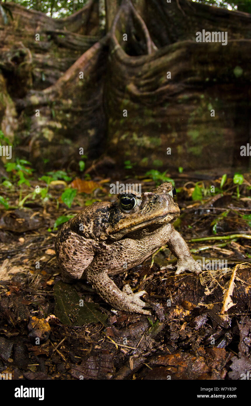 Cane toad and frog hires stock photography and images Alamy