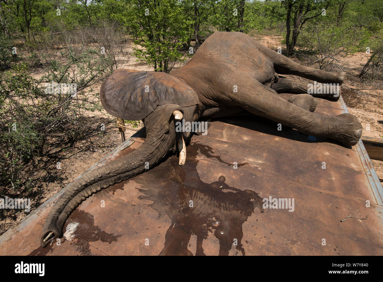 Tranquilized Elephant (Loxodonta africana) on truck. The Elephants had been darted from a helicopter in order to be returned to the reserve they had escaped from. Zimbabwe, November 2013. Stock Photo