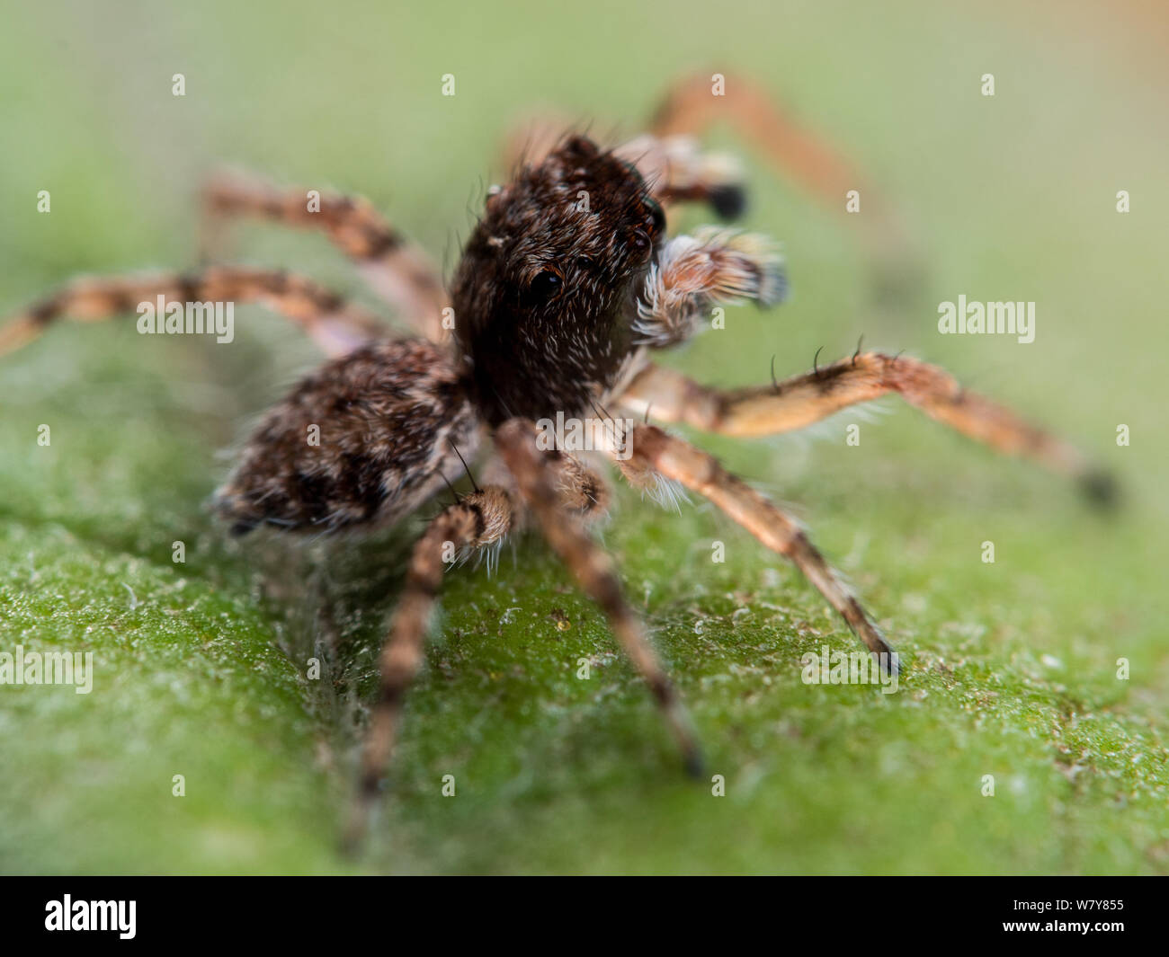 Tropical spider hi-res stock photography and images - Alamy