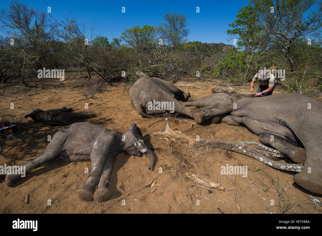 Member of the capture team with tranquillised Elephants (Loxodonta africana). The Elephants had been darted from a helicopter in order to be returned to the reserve they had escaped from. Zimbabwe, November 2013. Stock Photo