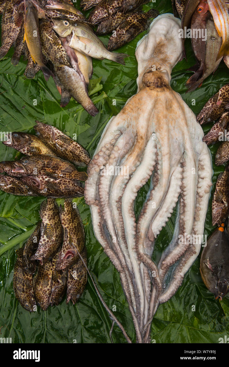 Reef fish and octopus for sale, Suva Seafood Market, Viti Levu, Fiji, South Pacific, April 2014. Stock Photo