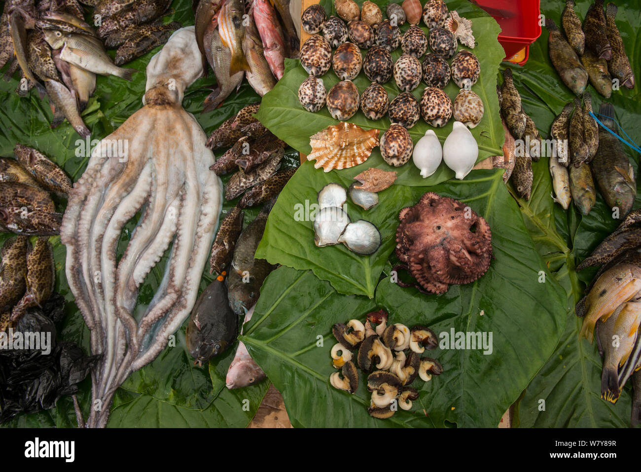 Mixed reef fish, shellfish and octopus for sale, Suva Seafood Market, Viti Levu, Fiji, South Pacific, April 2014. Stock Photo