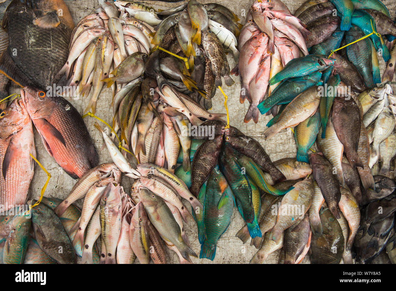 Mixed reef fish for sale, Suva Seafood Market, Viti Levu, Fiji, South Pacific, April 2014. Stock Photo
