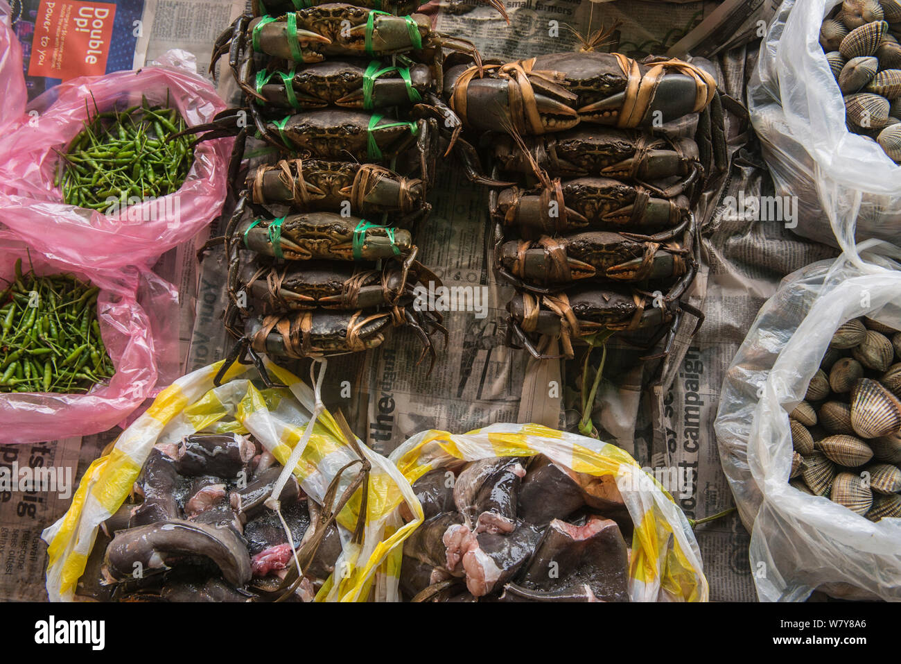 Live Mud crabs (Scylla sp) and other seafood for sale, Suva Seafood Market, Viti Levu, Fiji