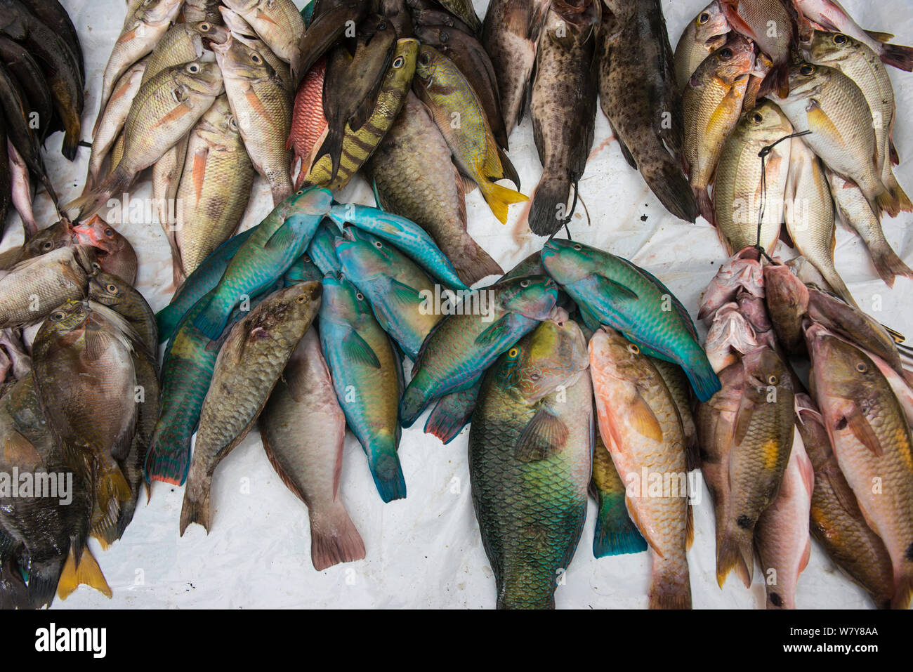 Mixed reef fish for sale, Suva Seafood Market, Viti Levu, Fiji, South Pacific, April 2014. Stock Photo