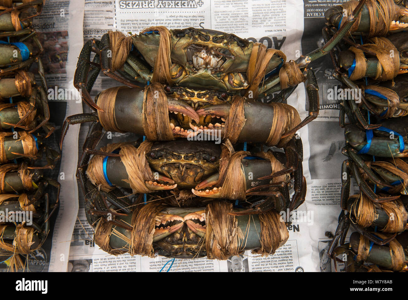 Live Mud crabs (Scylla sp) for sale, Suva Seafood Market, Viti Levu, Fiji, South Pacific, April 2014. Stock Photo