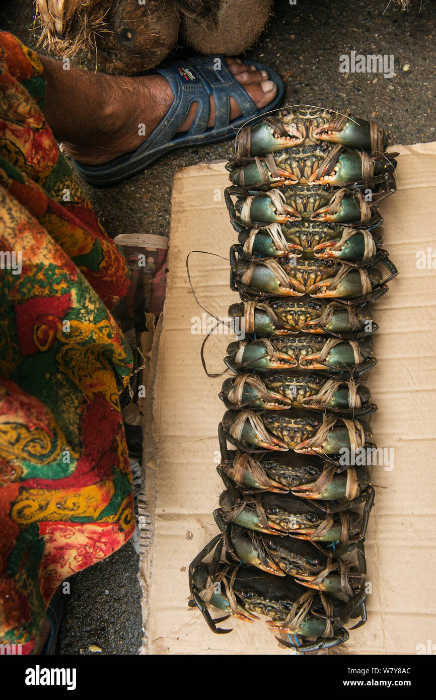 Live Mud crabs (Scylla sp) for sale, Suva Seafood Market, Viti Levu, Fiji, South Pacific, April