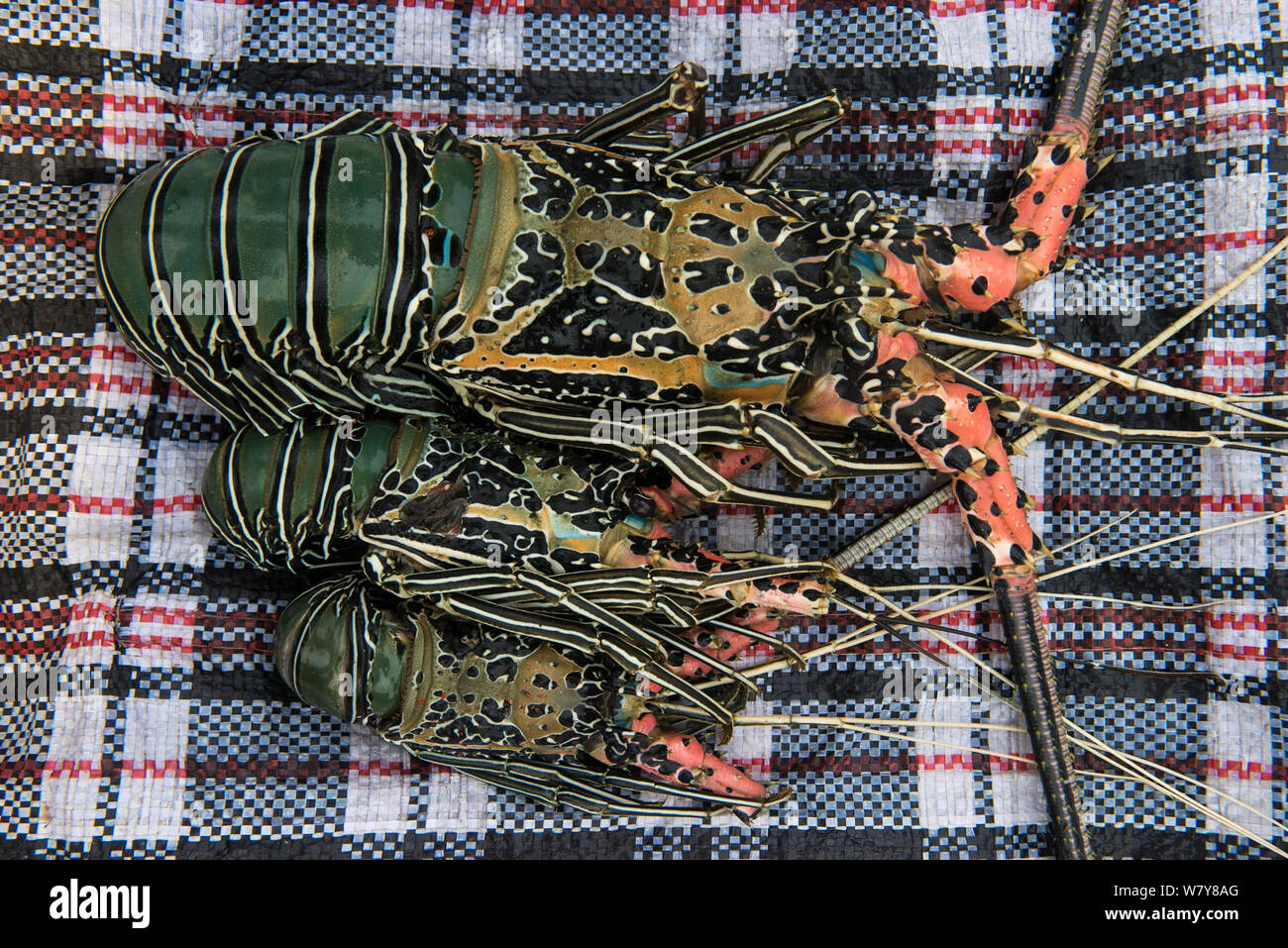 Painted spiny lobsters (Panulirus versicolor) for sale, Suva Seafood Market, Viti Levu, Fiji, South Pacific, April 2014. Stock Photo