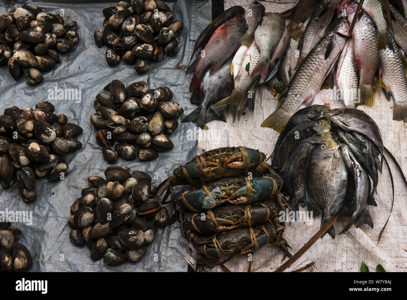 Reef fish, crabs and shellfish for sale, Suva Seafood Market, Viti Levu, Fiji, South Pacific, April 2014. Stock Photo