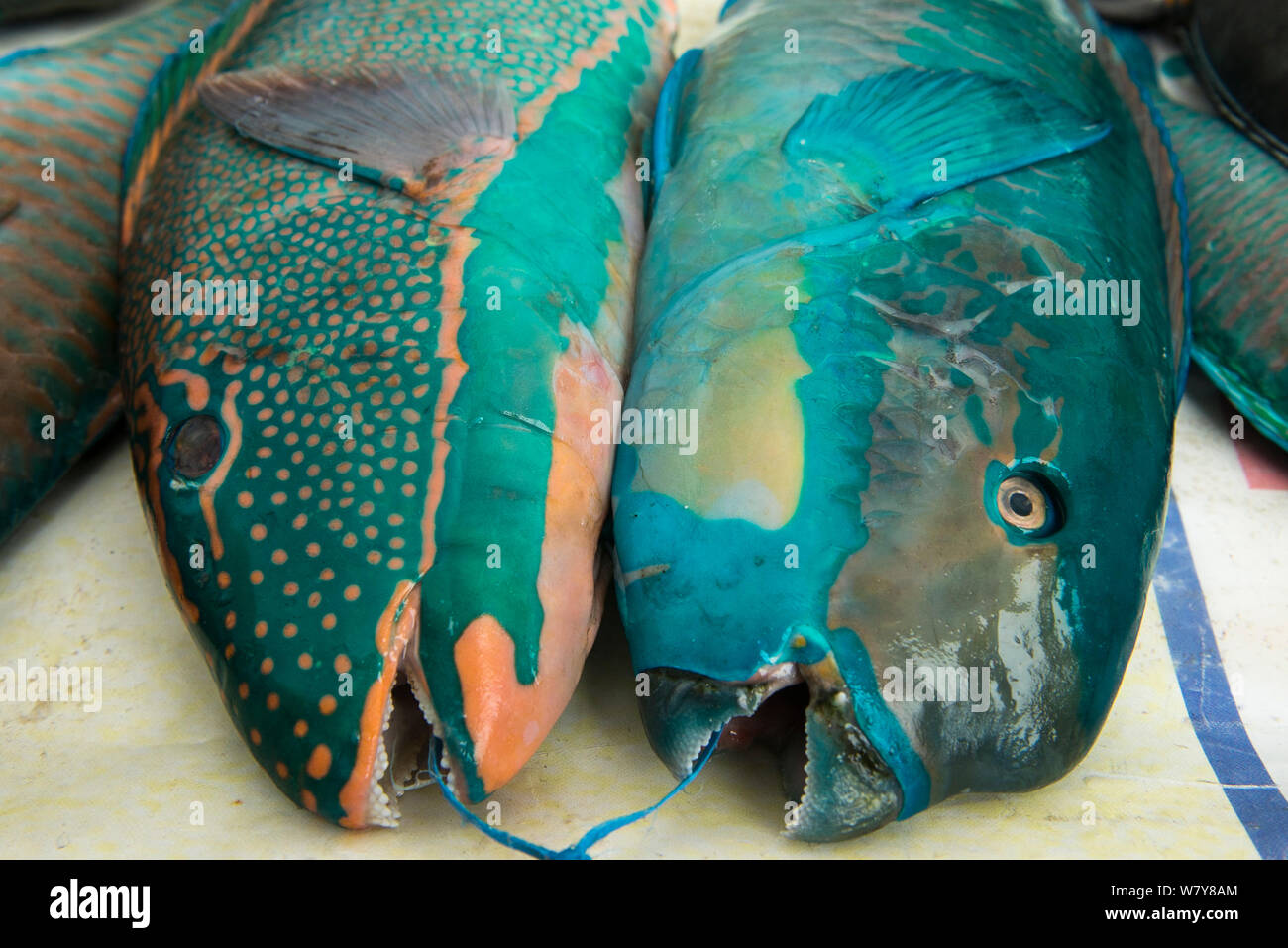 Parrotfish (Scaridae) for sale, Suva Seafood Market, Viti Levu, Fiji, South Pacific, April 2014. Stock Photo