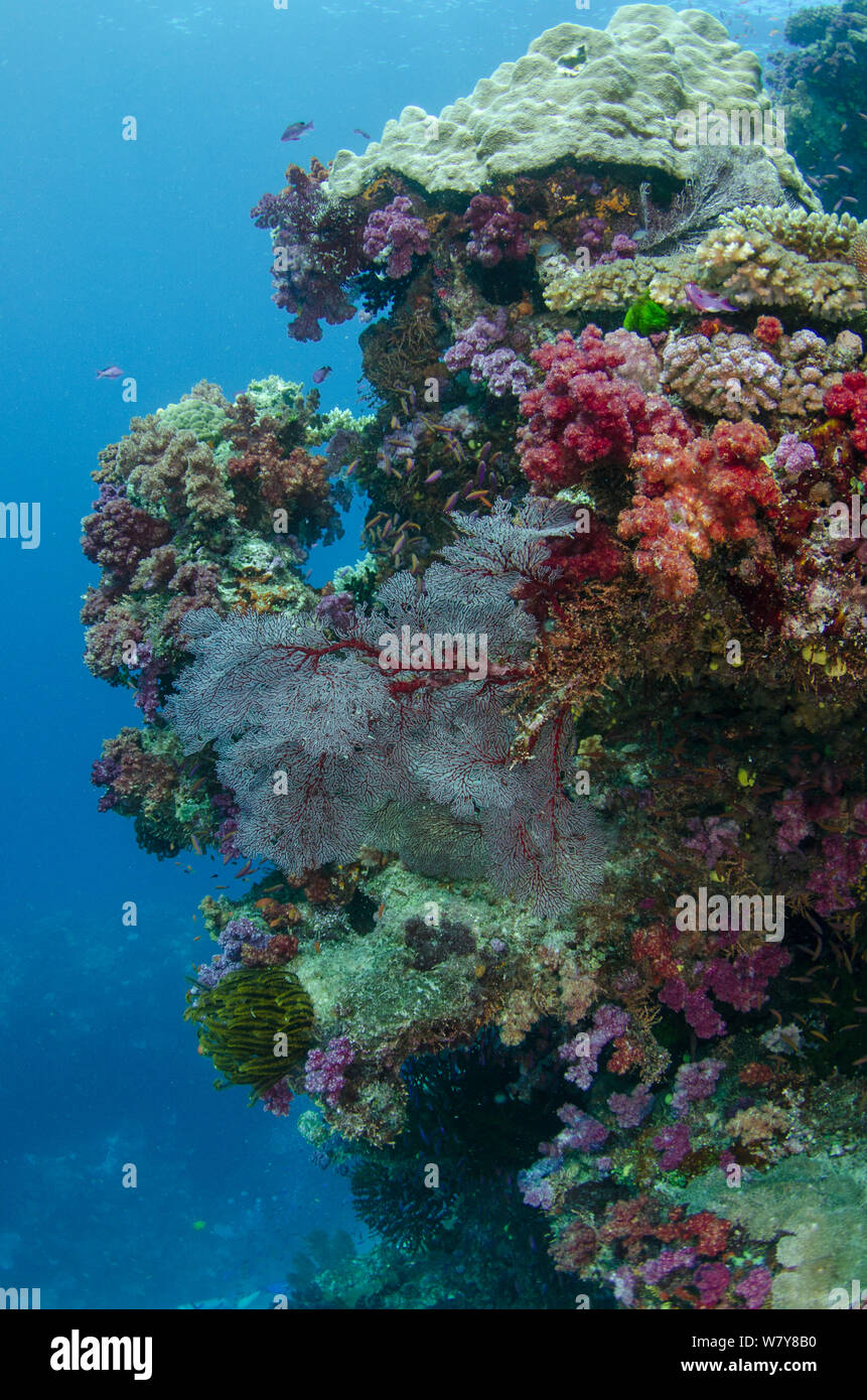 Diverse coral reef including soft corals and Sea fans (Alcyonacea), Fiji, South Pacific. Stock Photo