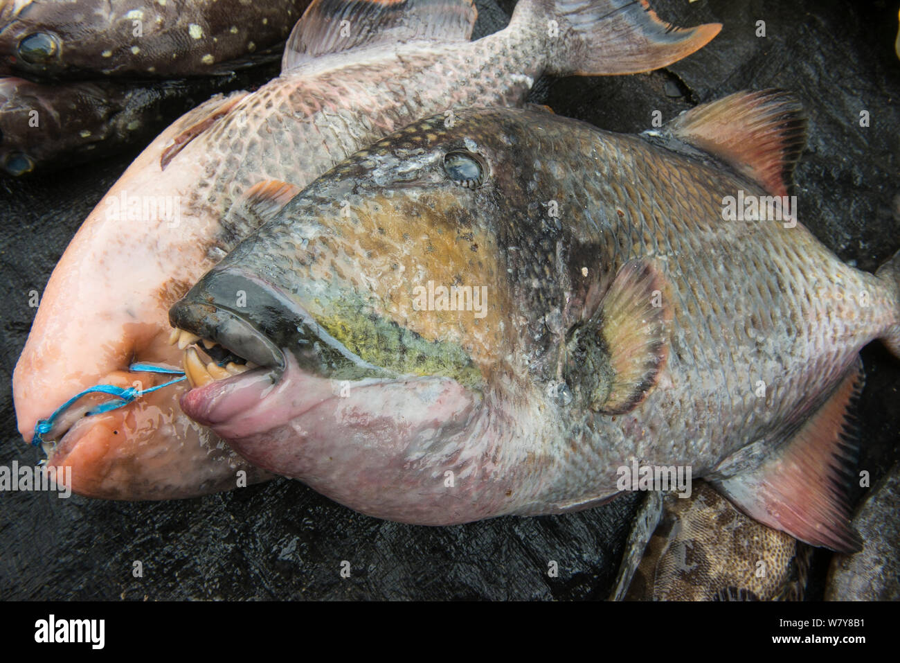 Triggerfish (Balistidae) for sale, Suva Seafood Market, Viti Levu, Fiji, South Pacific, April 2014. Stock Photo