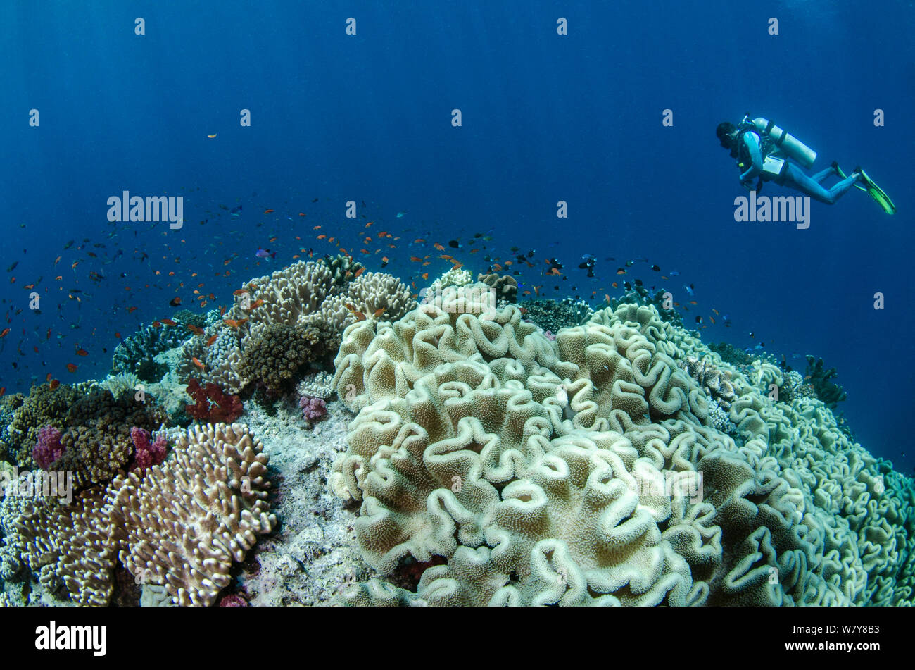 Diver and shoal of fish over Leather coral (Alcyonacea) reef, Fiji, South Pacific, July 2014. Stock Photo