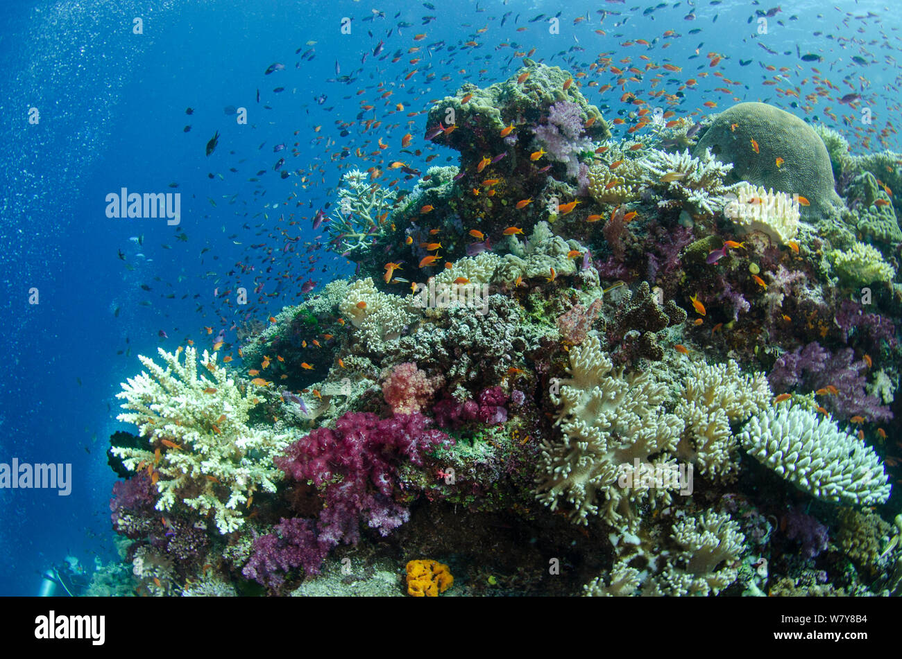 Mixed shoal of fish over diverse coral reef, Fiji, South Pacific. Stock Photo