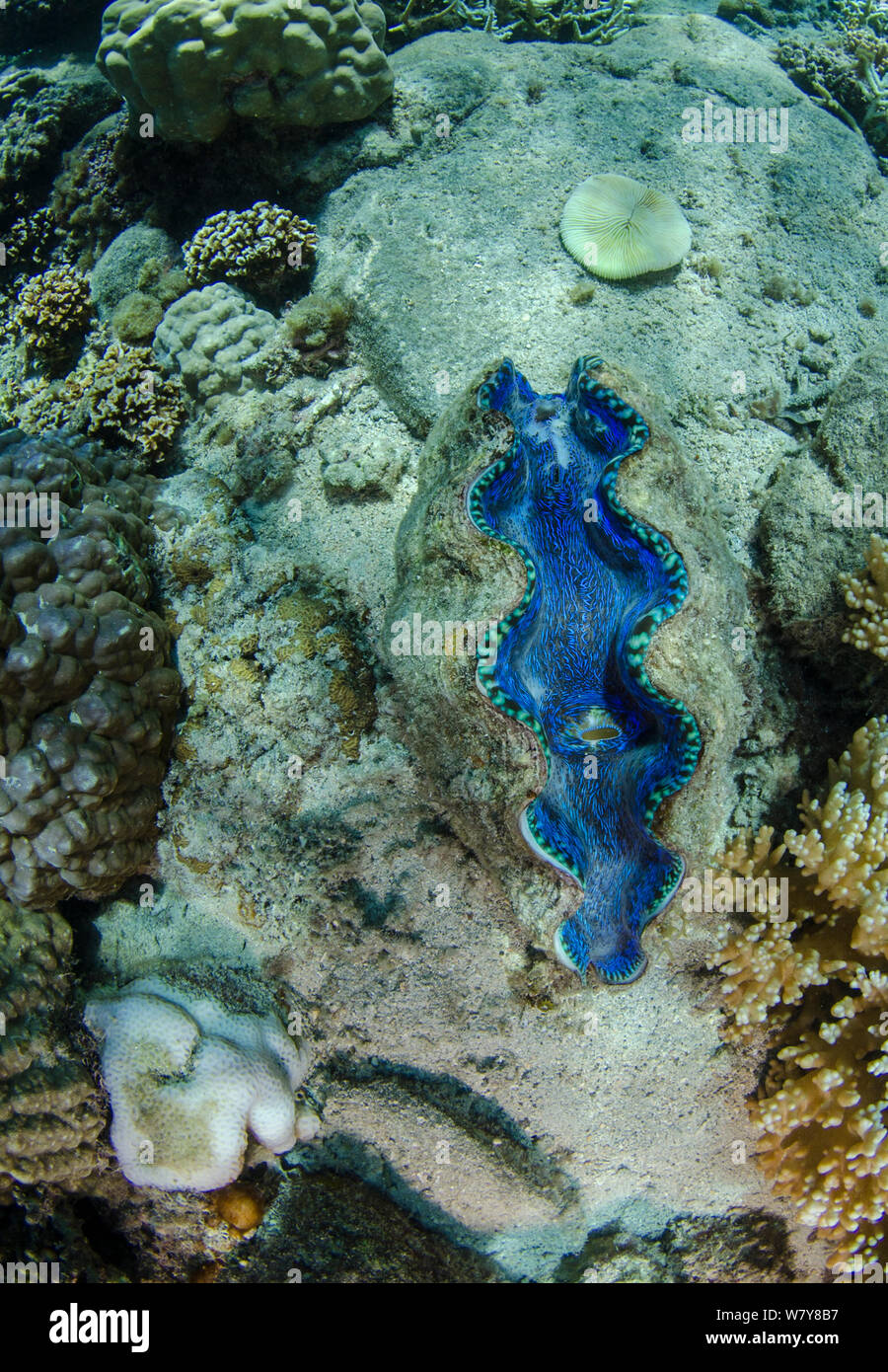 Smooth giant clam (Tridacna derasa) Fiji, South Pacific. Stock Photo
