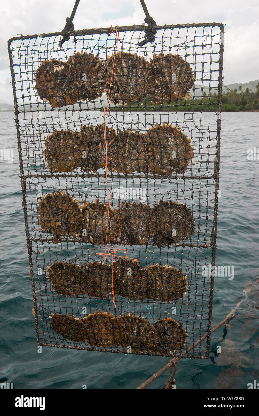 Pearl farming rack, J Hunter Pearl Farm, Savusavu island, Fiji, South Pacific, April 2014. Fiji is known for producing &#39;black&#39; pearls. Stock Photo