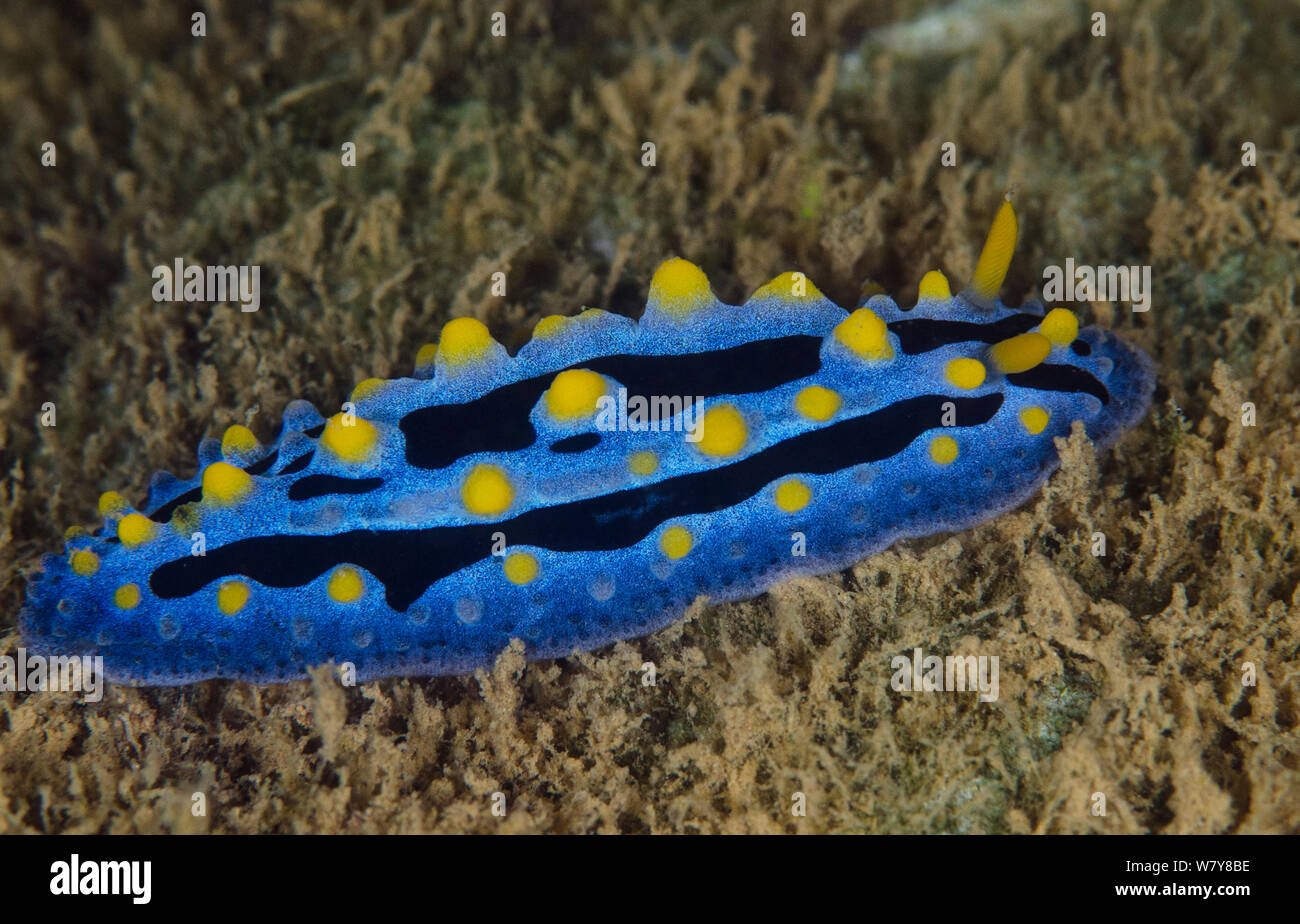 Sky blue Phyllidia Dorid nudibranch (Phyllidia coelestis) Coral reef, Fiji, South Pacific. Stock Photo