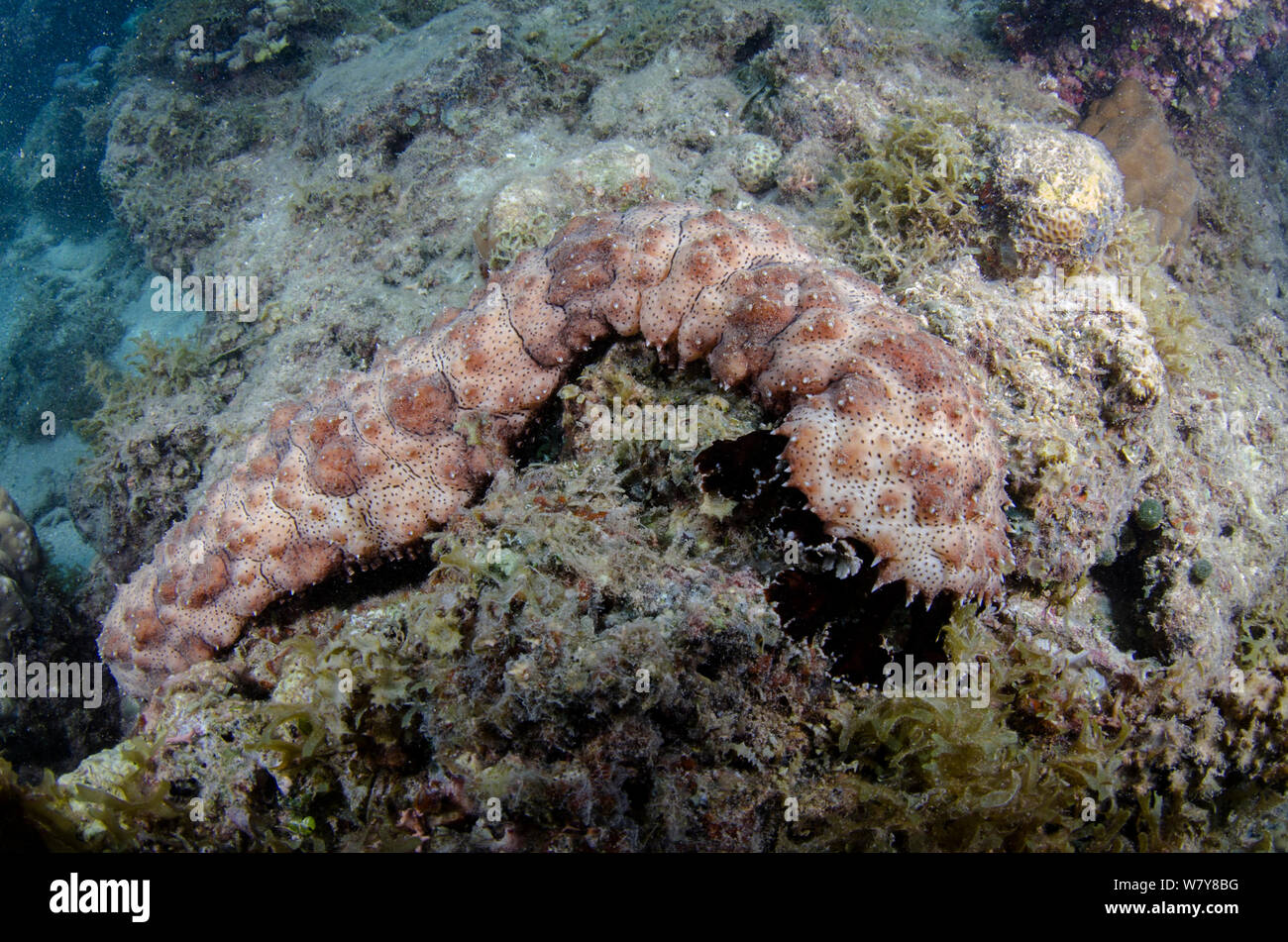 Blackspotted sea cucumber (Bohadschia graeffei) on coral reef, Fiji, South Pacific. Stock Photo