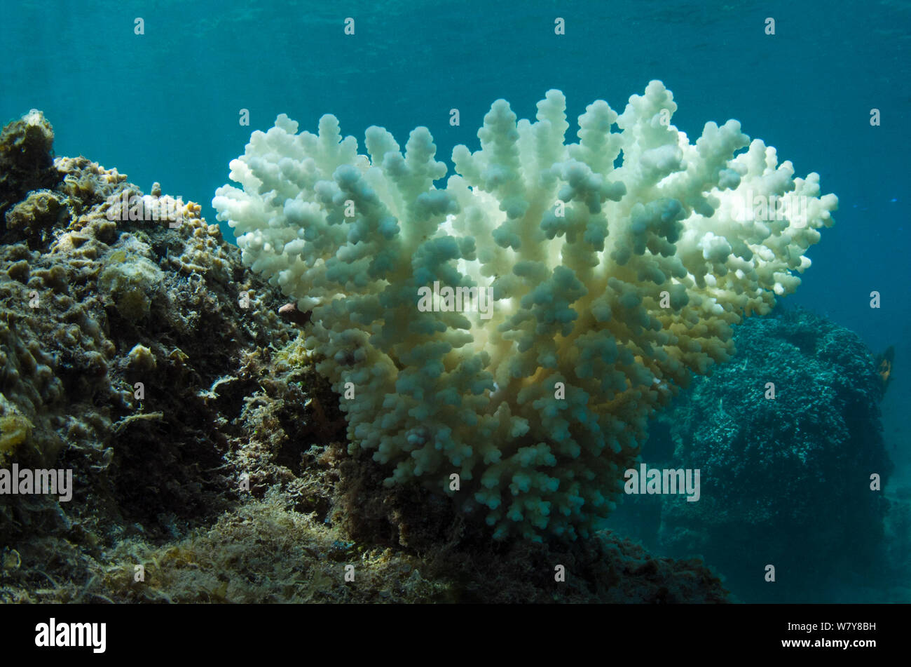 Bleached coral caused by rising water temperature, Fiji, South Pacific. Stock Photo