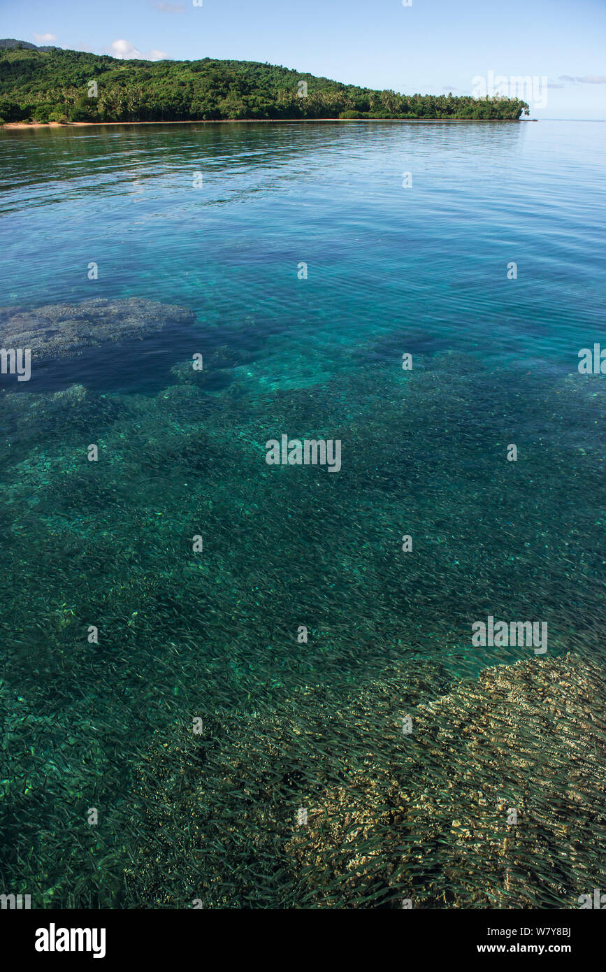 Shoal of Fusiliers (Pterocaesio sp) swimming close to surface. Koro Island, Fiji, South Pacific. Stock Photo