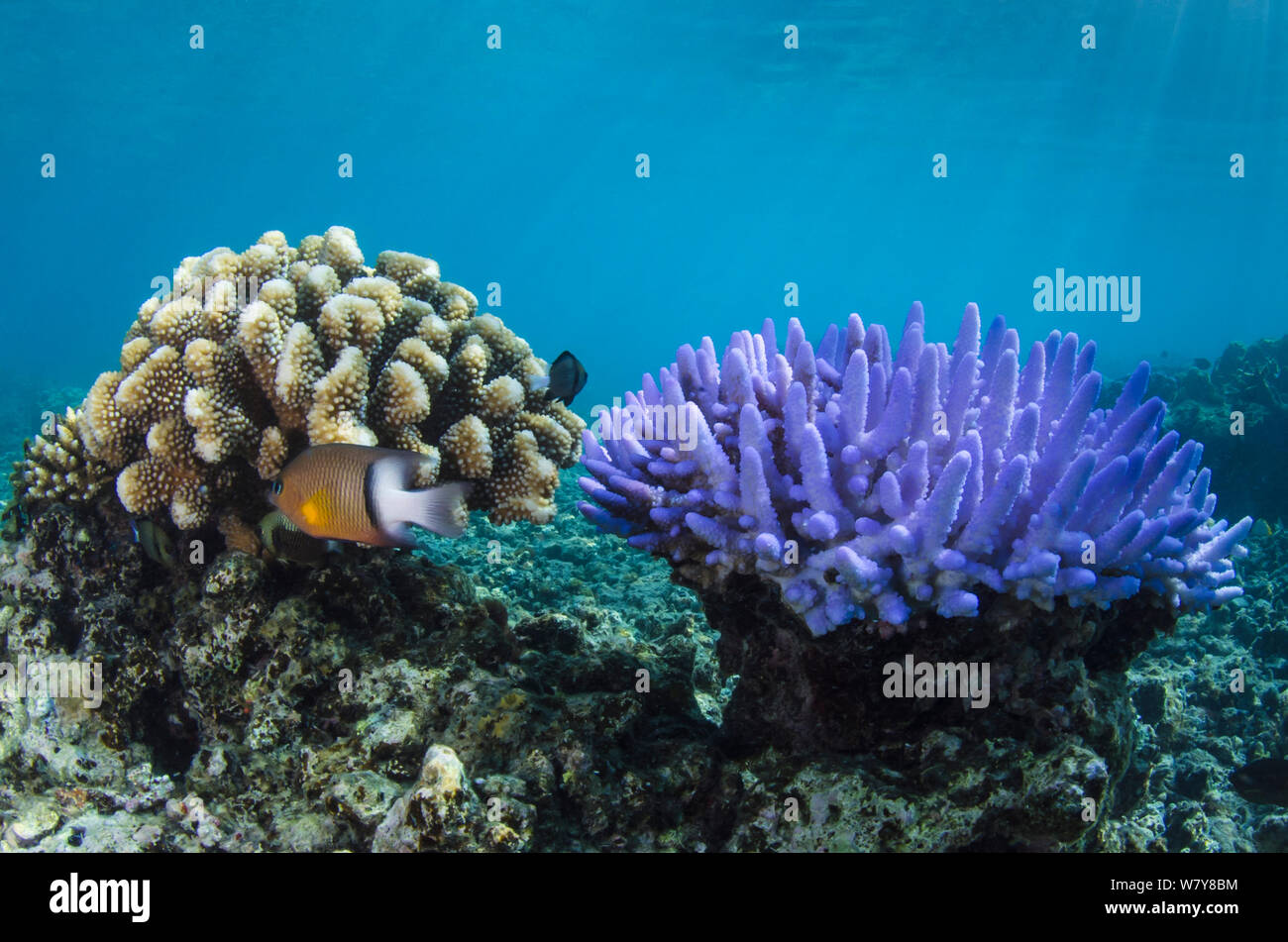 Dick&#39;s damselfish (Plectroglyphidodon dickii) swimming past corals on reef, Fiji, South Pacific. Stock Photo