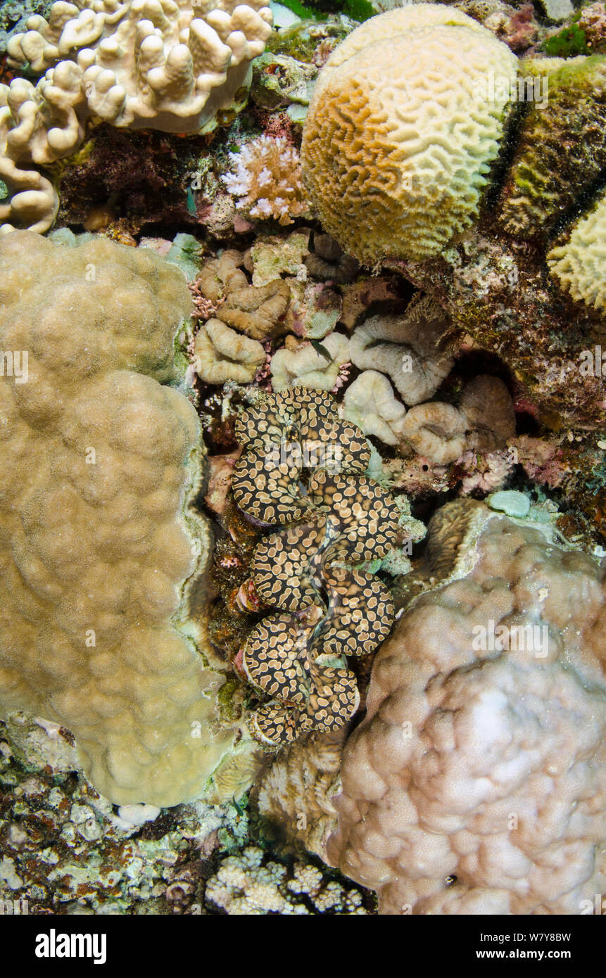 Boring giant clam (Tridacna crocea) Fiji, South Pacific. Stock Photo