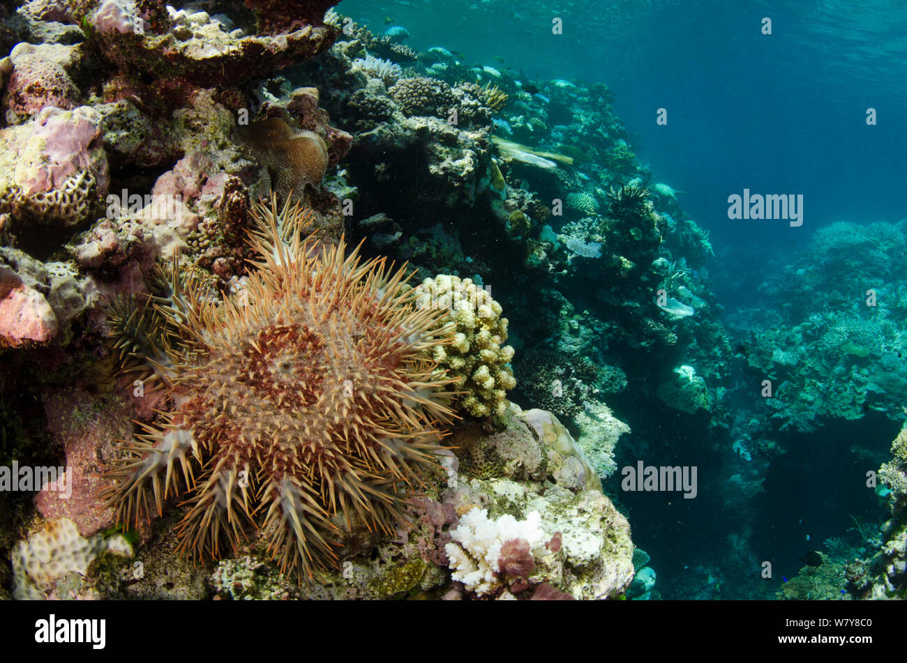 Crown-of-thorns sea star (Acanthaster planci) on coral reef. Koro Island, Fiji, South Pacific. Stock Photo