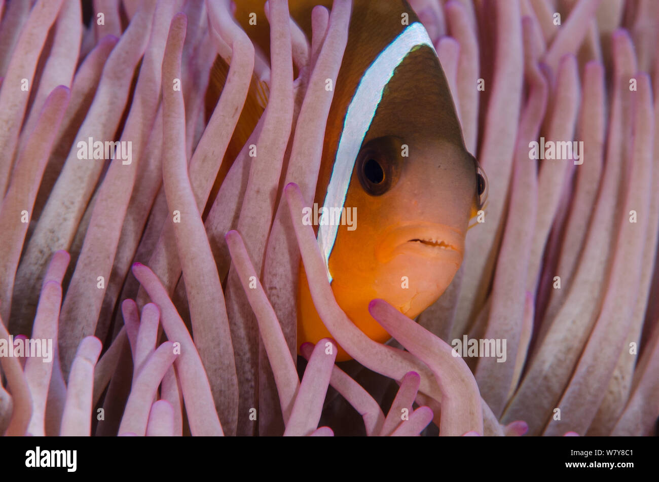 Fiji anemonefish (Amphiprion barberi) sheltering in host anemone for protection. Fiji, South Pacific. Stock Photo