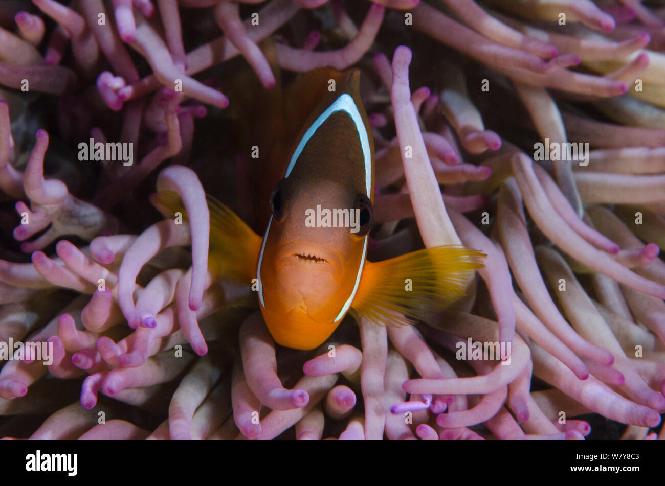 Fiji anemonefish (Amphiprion barberi) sheltering in host anemone for protection. Fiji, South Pacific. Stock Photo