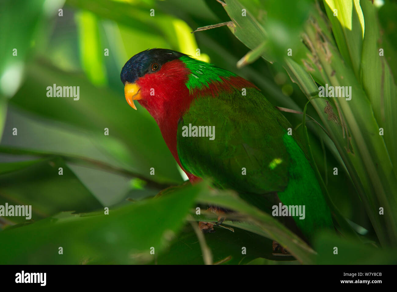 Collared lory (Phigys solitarius) Fiji, South Pacific. Captive, endemic to Fiji. Stock Photo