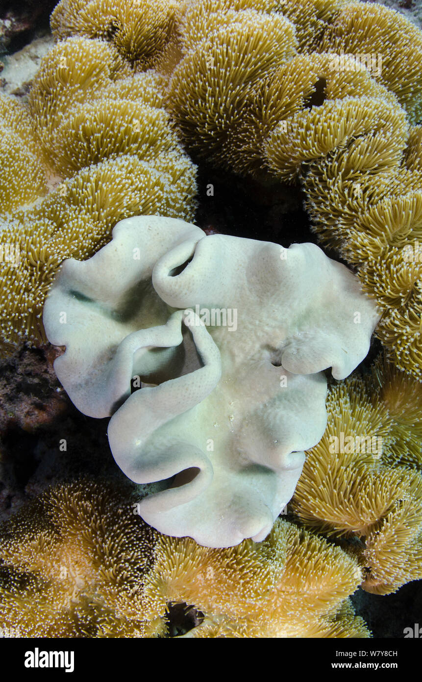 Leather coral (Alcyonacea) some polyps out, some retracted. Fiji, South Pacific. Stock Photo