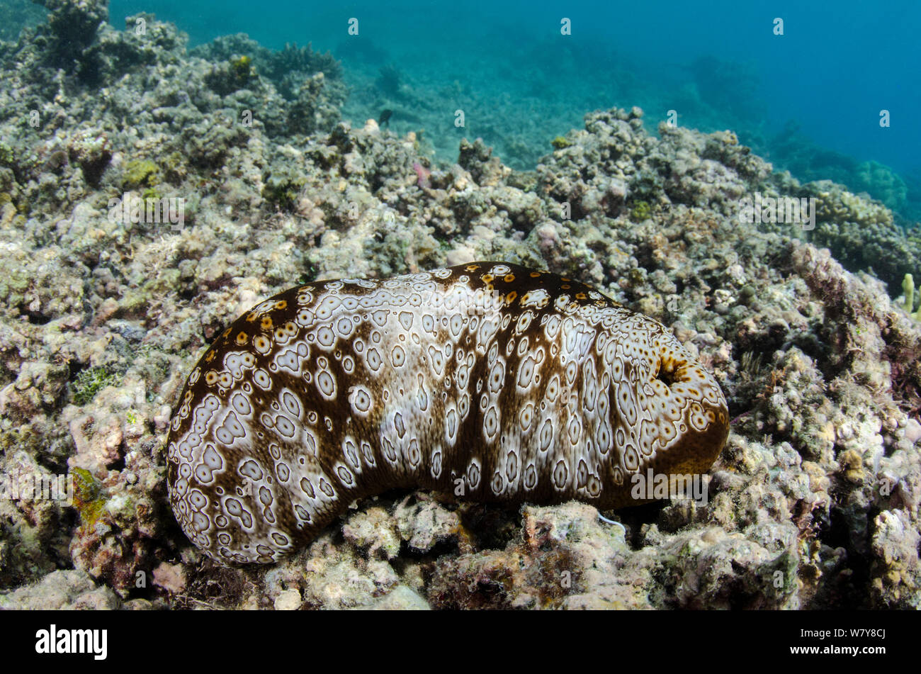 Sea cucumber (Bohadschia sp) Rainbow Reef, Fiji, South Pacific. Stock Photo