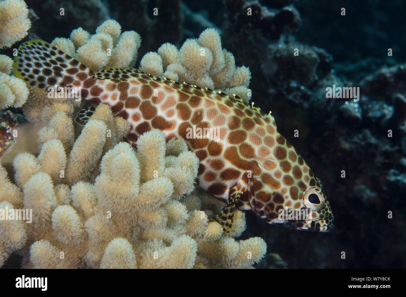 Honeycomb grouper (Epinephelus merra) Rainbow Reef, Fiji, South Pacific. Stock Photo