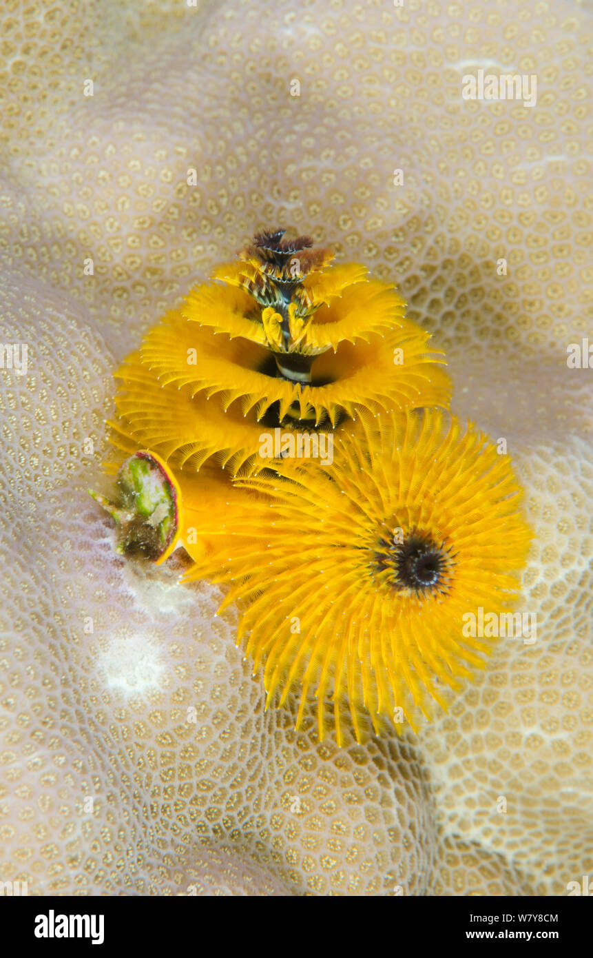Christmas tree worm (Spirobranchus sp) Rainbow Reef, Fiji, South
