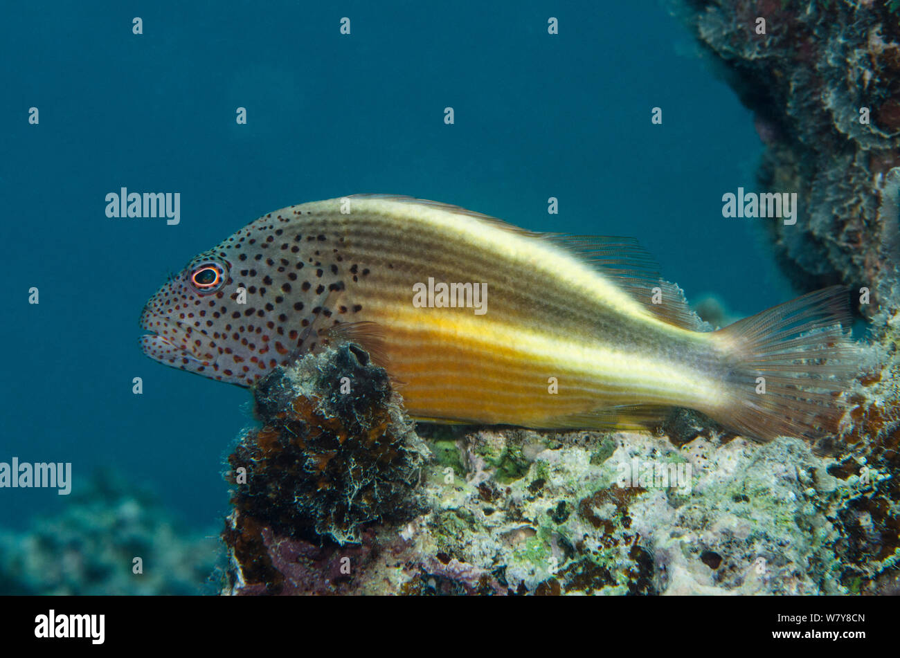 Freckled hawkfish (Paracirrhites forsteri) Rainbow Reef, Fiji, South Pacific. Stock Photo