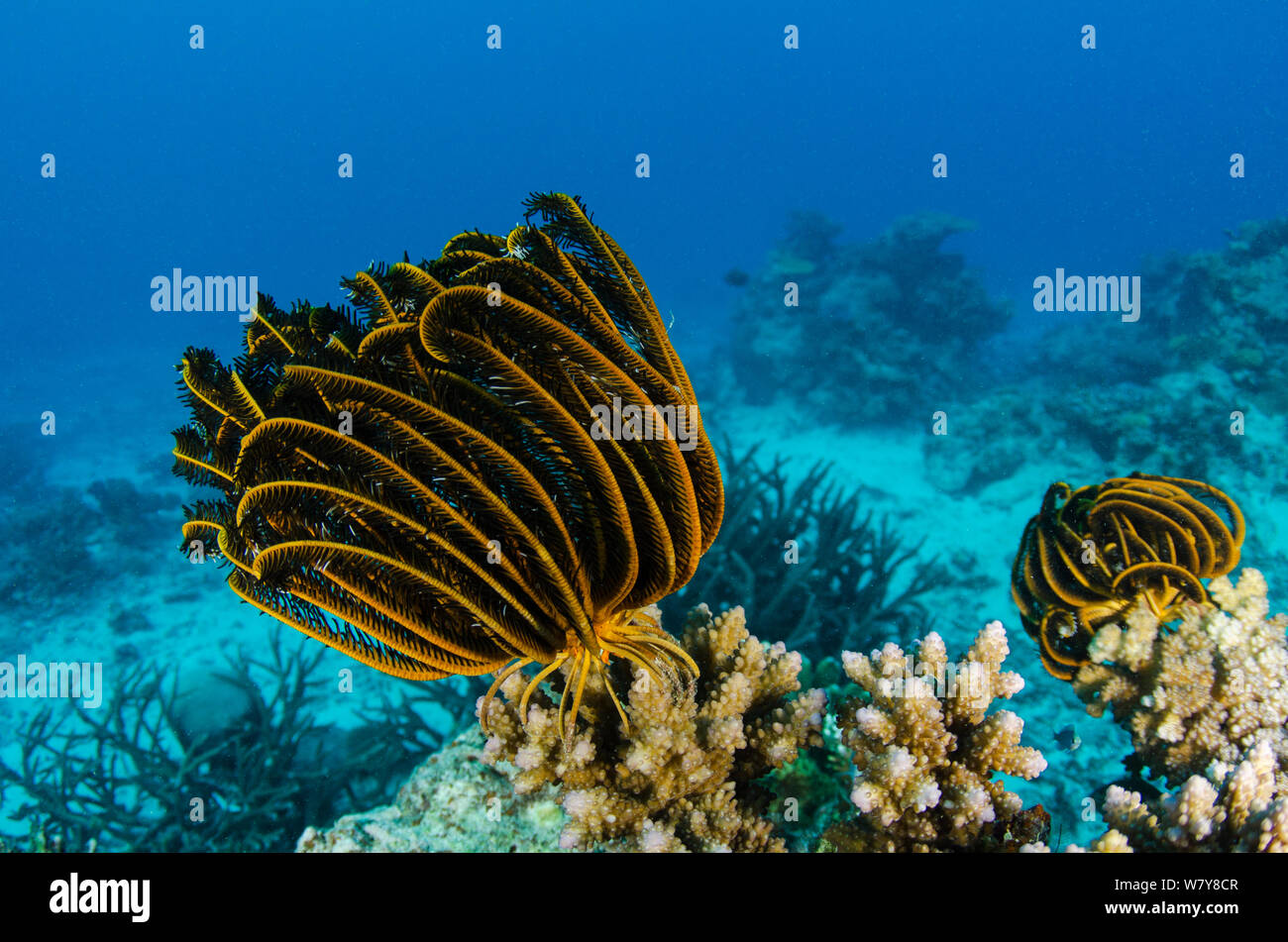 Bennett&#39;s feather star (Oxycomanthus bennetti) Rainbow Reef, Fiji, South Pacific. Stock Photo