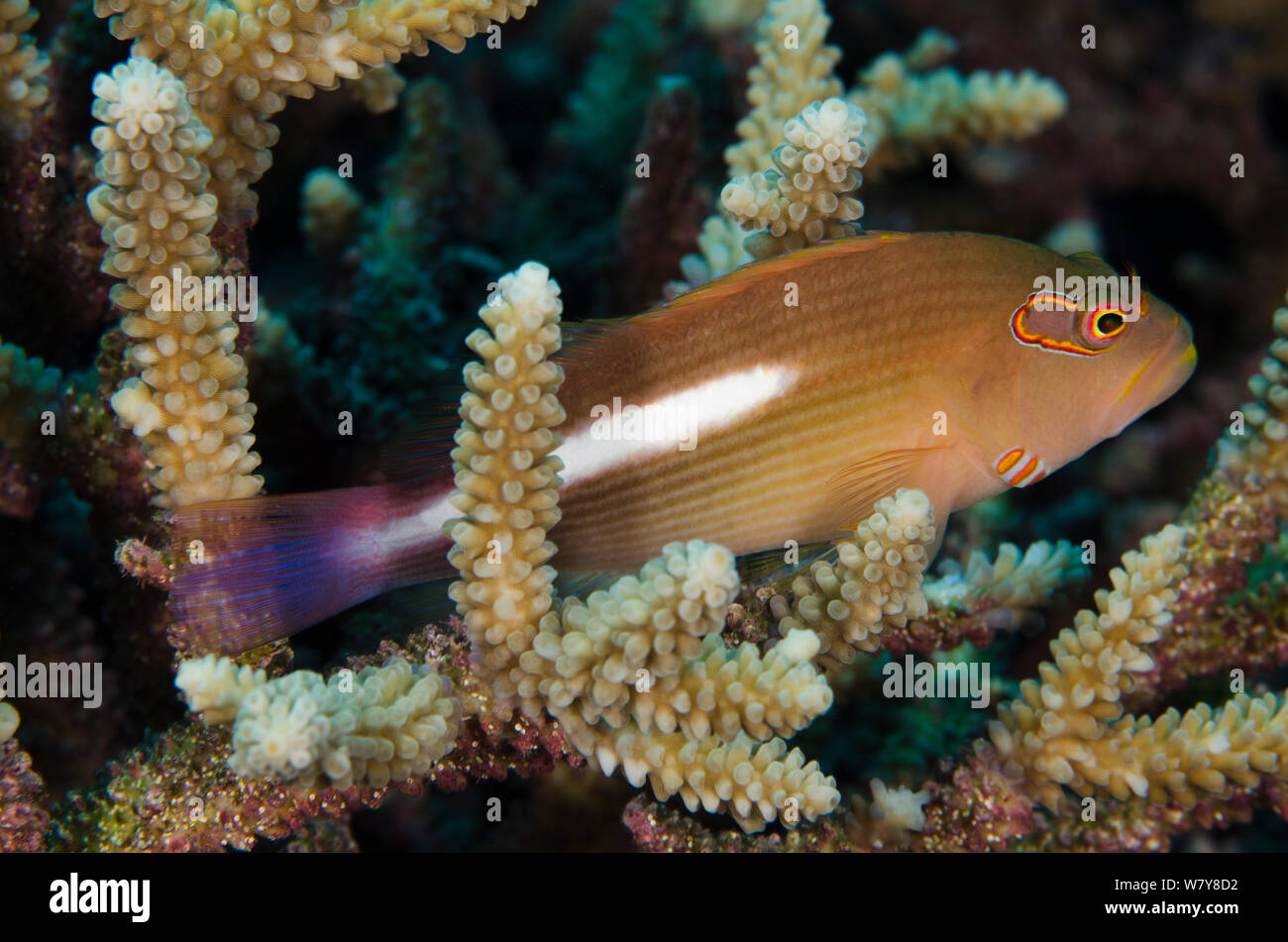 Arc-eye hawkfish (Paracirrhites arcatus) Rainbow Reef, Fiji, South Pacific. Stock Photo