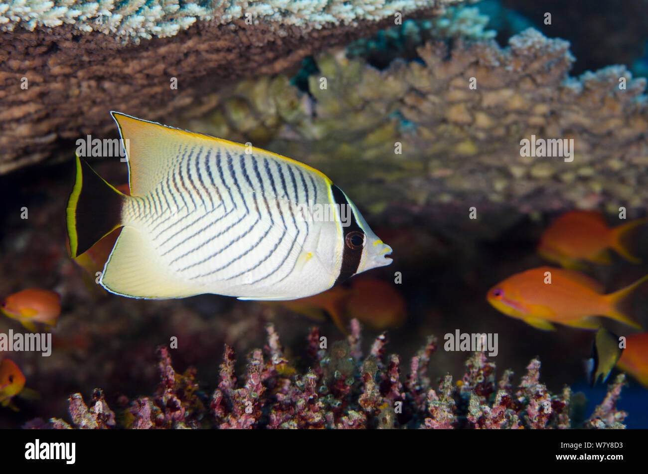 Chevroned butterflyfish (Chaetodon trifascialis) Rainbow Reef, Fiji, South Pacific. Stock Photo