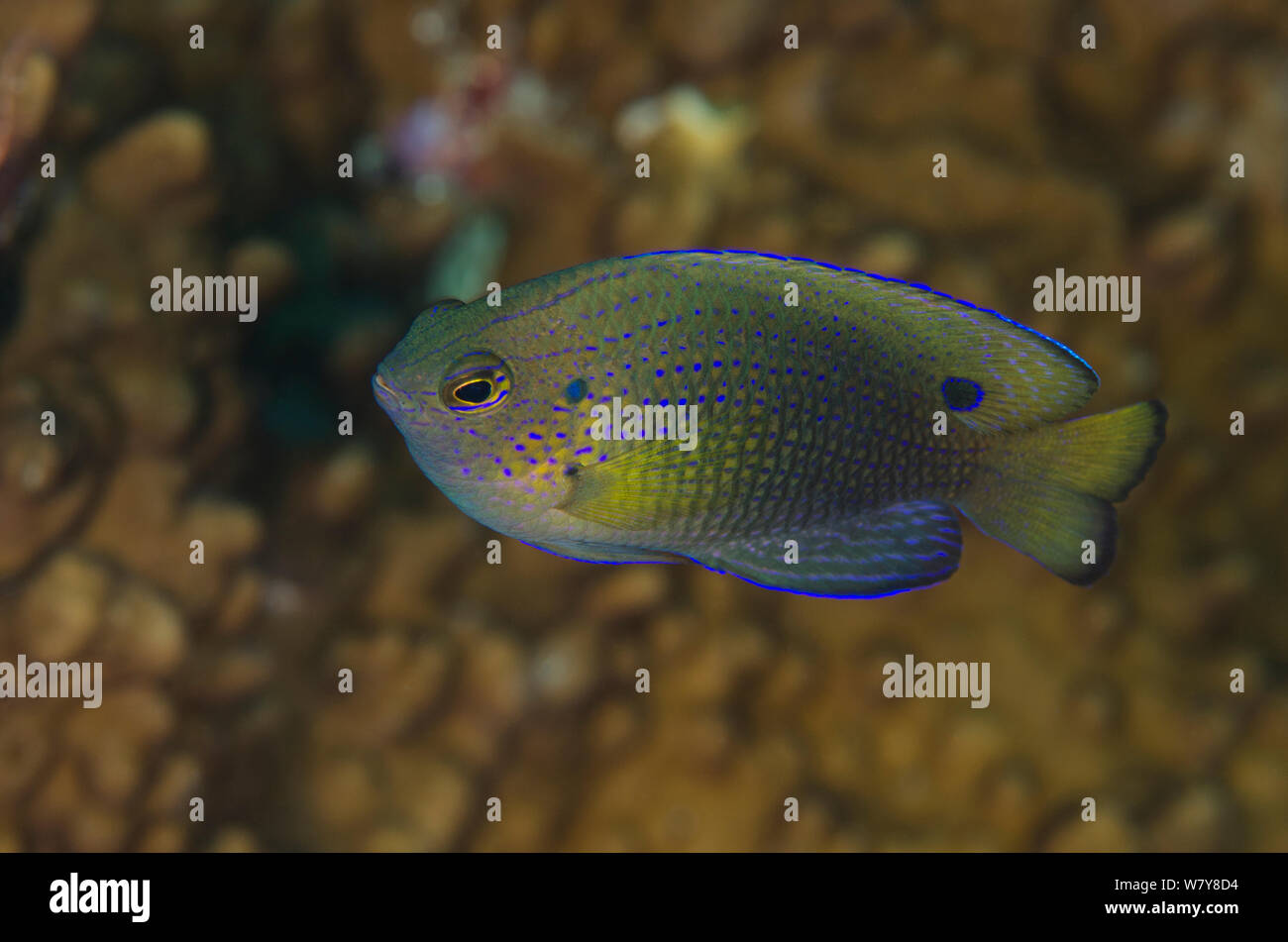 Damselfish (Pomacentrus sp) Rainbow Reef, Fiji, South Pacific. Stock Photo