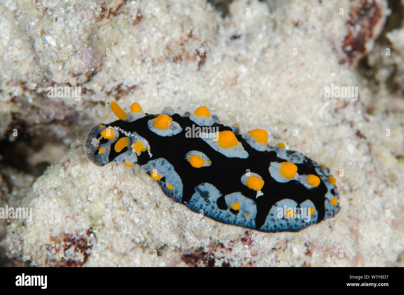 Painted phyllidia (Phyllidia picta) Rainbow Reef, Fiji, South Pacific. Stock Photo