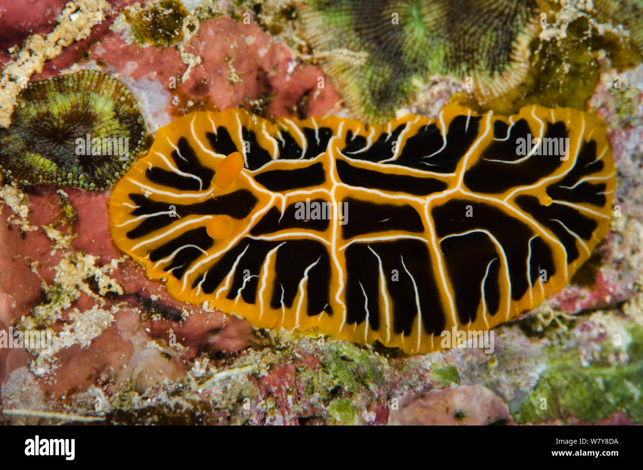 Halgerda reticulidia nudibranch (Reticulidia halgerda) Rainbow Reef, Fiji, South Pacific. Stock Photo