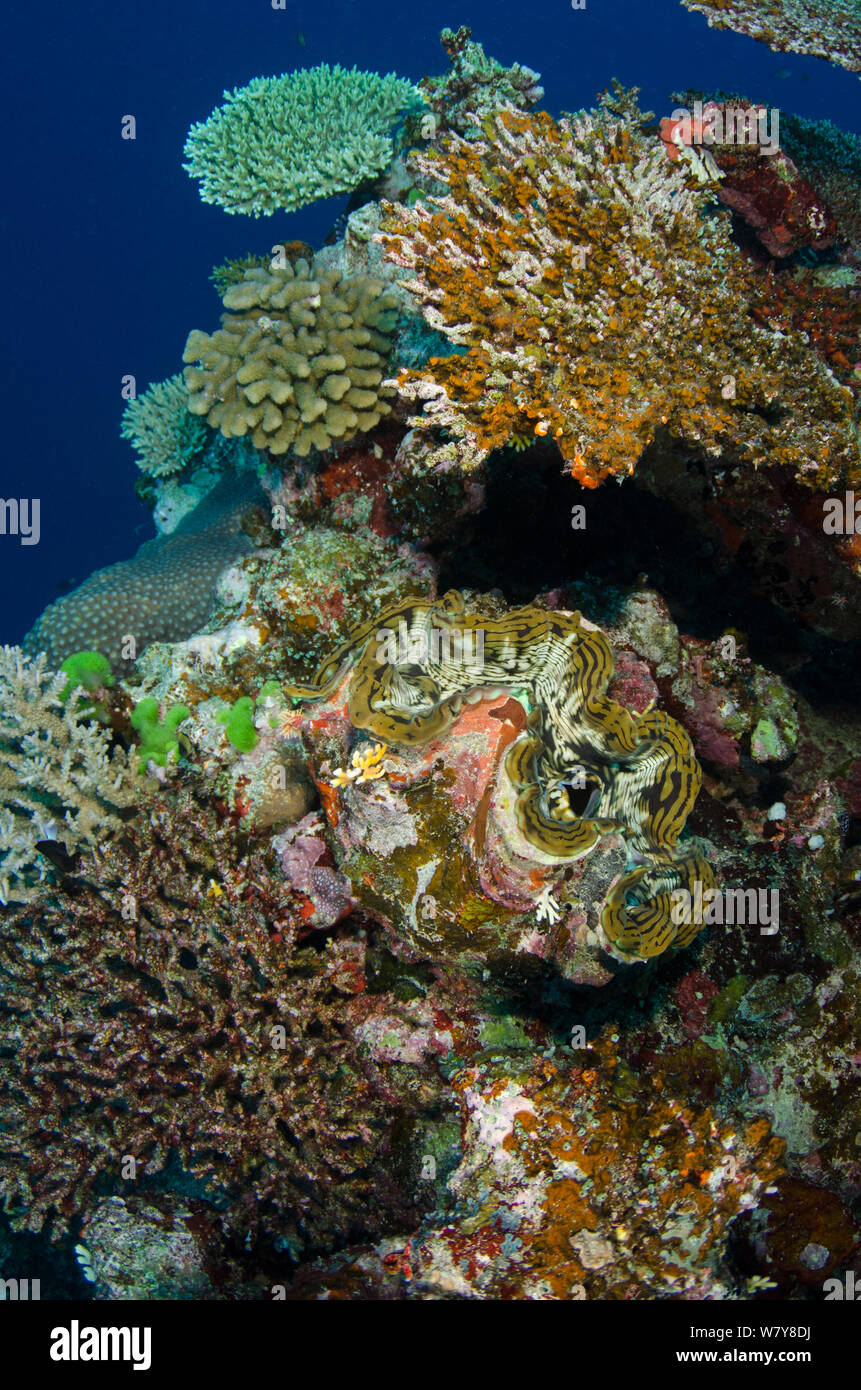 Giant clam (Tridacna sp) Rainbow Reef, Fiji, South Pacific. Stock Photo