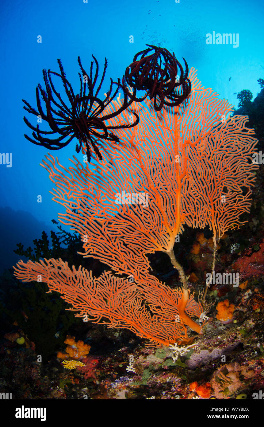 Sea fan (Gorgonia sp) & Feather star (Crinoidea) Rainbow Reef, Fiji, South Pacific. Stock Photo