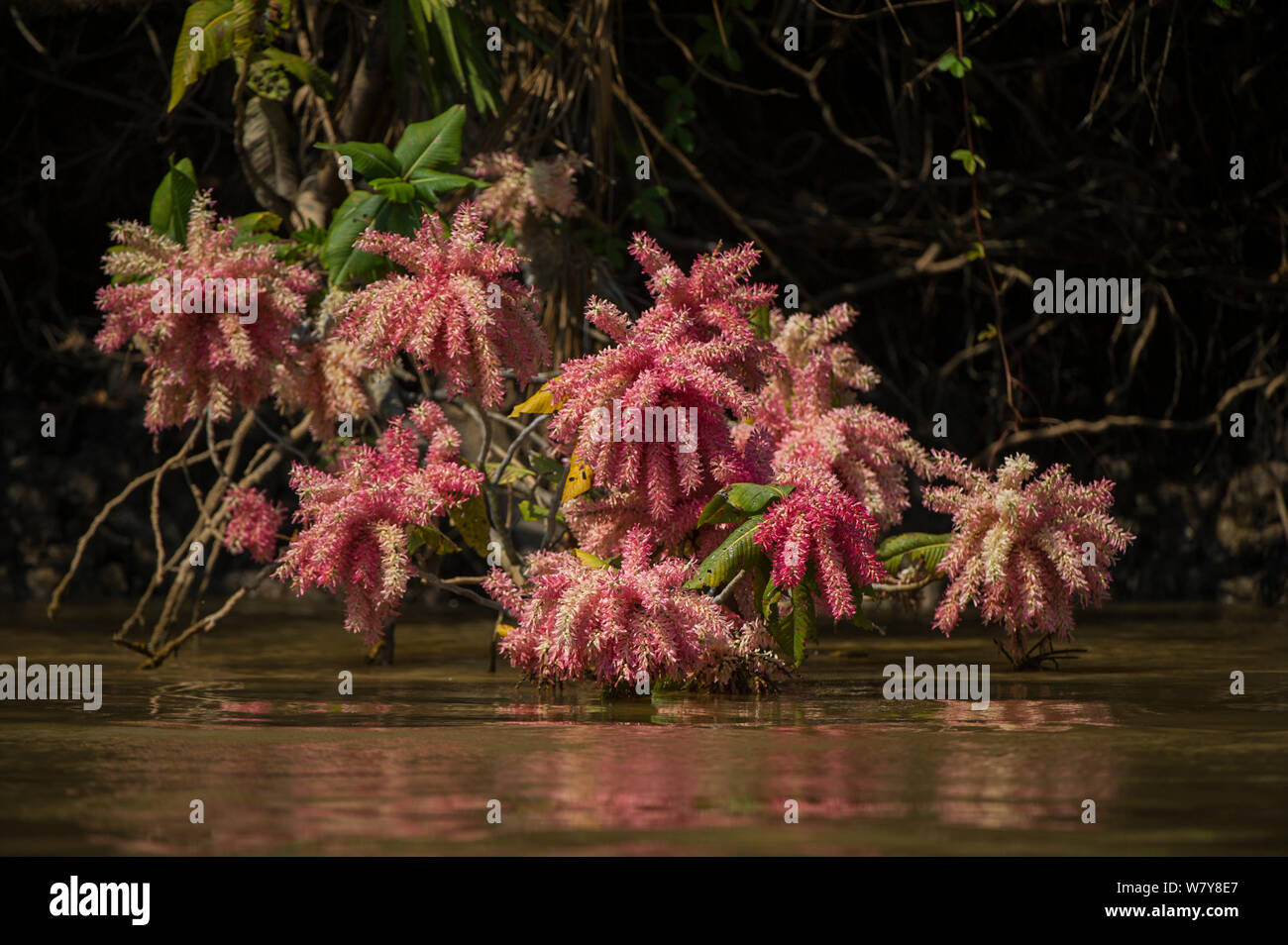 Pink flowers (Triplaris sp) at edge of water, Northern Pantanal, Mato Grosso, Brazil. Stock Photo