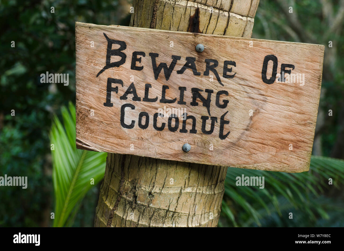 Sign warning of falling coconuts, Fiji, South Pacific, July 2014. Stock Photo