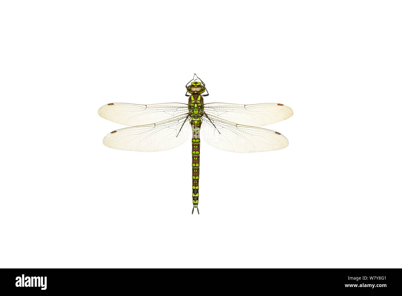 Southern hawker dragonfly (Aeshna cyanea) female, garden in Barnt Green, Worcestershire, UK, August. meetyourneighbours.net project Stock Photo